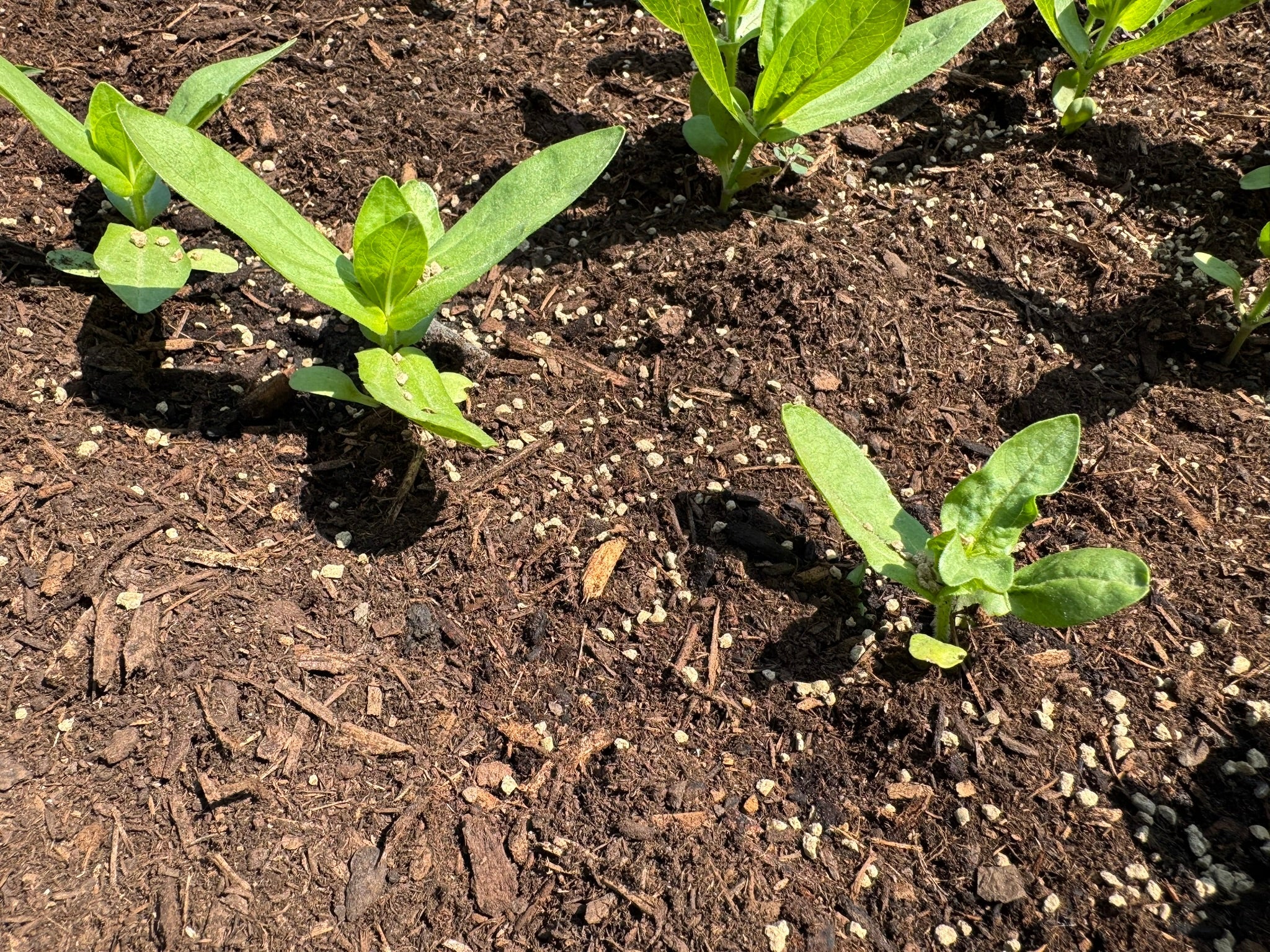 Zinnia seedling fertilized with Origin OMRI fertilizer